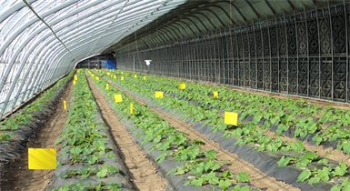 內蒙古農牧業(yè)廳領導調研土右旗農博園日光溫室示范基地